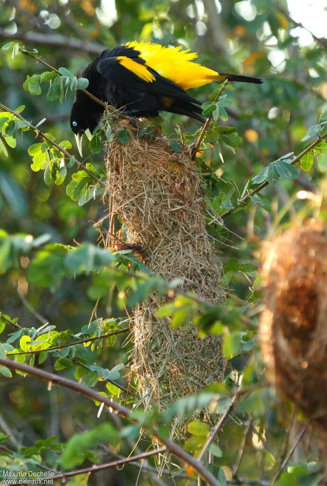 Cassique à croupion jaune, au plumage noir et jaune